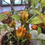 habanero